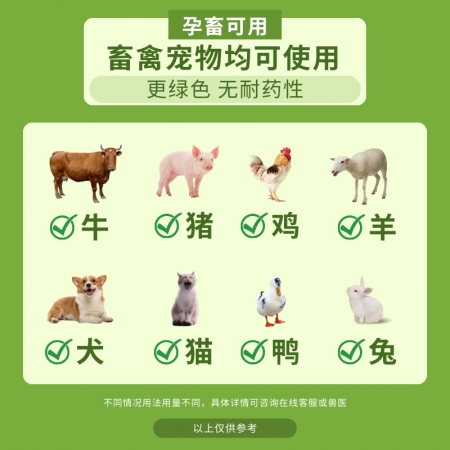 【夯夯猪】双黄连口服液 感冒发烧 咳喘流涕 清热解毒 辛凉解表 孕畜可用