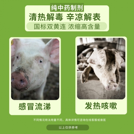 【夯夯猪】双黄连口服液 感冒发烧 咳喘流涕 清热解毒 辛凉解表 孕畜可用