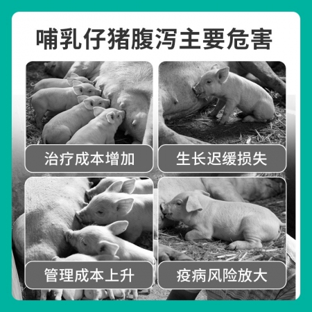 【回盛生物】#仔泻宁250ml口服液兽用猪用哺乳仔猪拉稀腹泻消化道正品