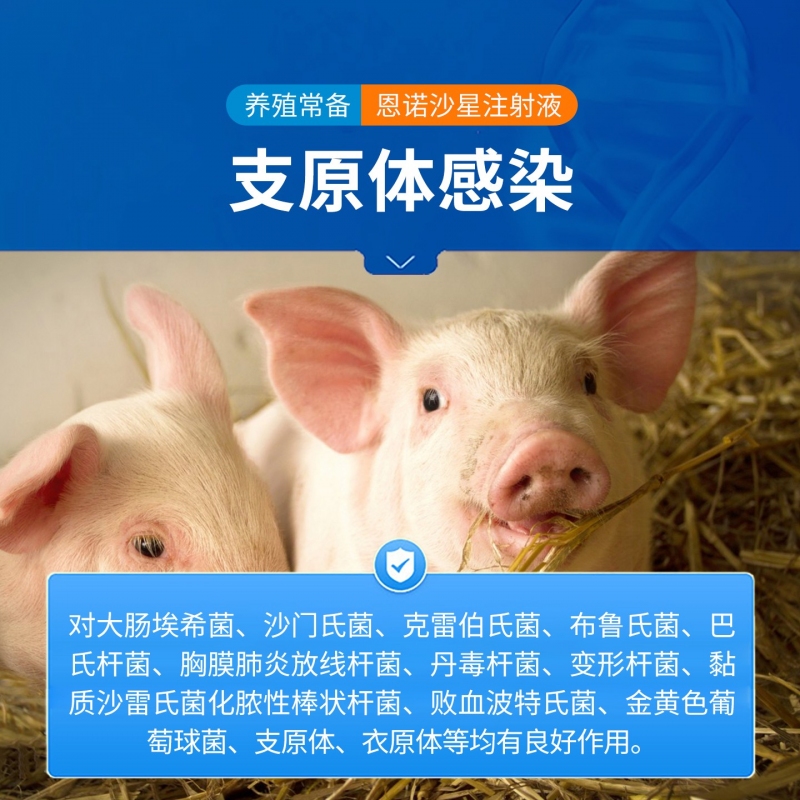 【中龙神力】10%恩诺沙星注射液 肠炎腹泻 仔猪黄白痢支原体感染 呼吸道病针剂