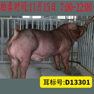 北京养猪育种中心美系杜洛克D13301