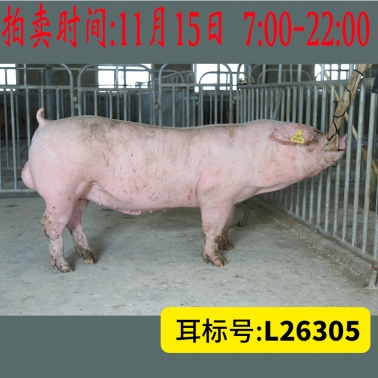 北京养猪育种中心美系长白L26305