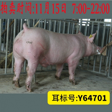 北京养猪育种中心美系大白Y64701