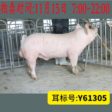 北京养猪育种中心美系大白Y61305
