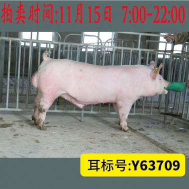 北京养猪育种中心美系大白Y63709