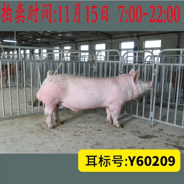 北京养猪育种中心美系大白Y60209