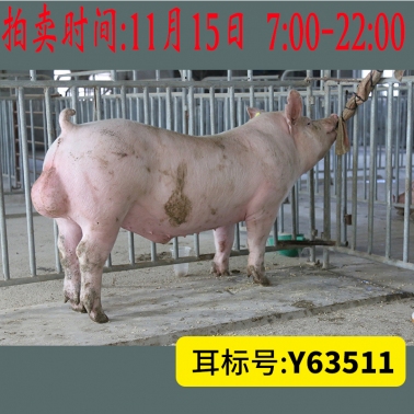 北京养猪育种中心美系大白Y63511