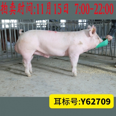 北京养猪育种中心美系大白Y62709