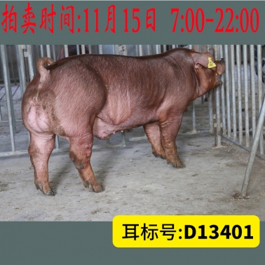 北京养猪育种中心美系杜洛克D13401