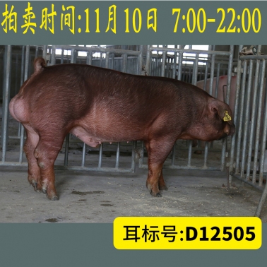 北京养猪育种中心美系杜洛克D12505