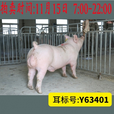 北京养猪育种中心美系大白Y63401