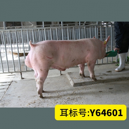北京养猪育种中心美系大白Y64601