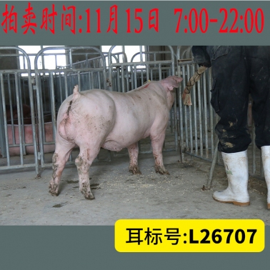 北京养猪育种中心美系长白L26707