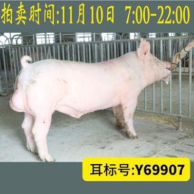 北京养猪育种中心美系大白Y69907