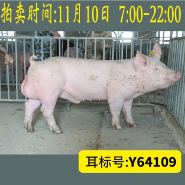 北京养猪育种中心美系大白Y64109