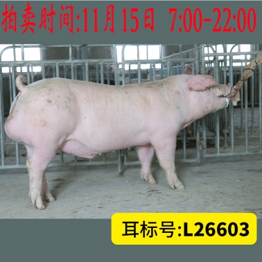 北京养猪育种中心美系长白L26603