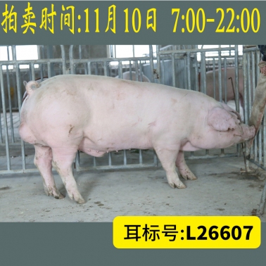 北京养猪育种中心美系长白L26607