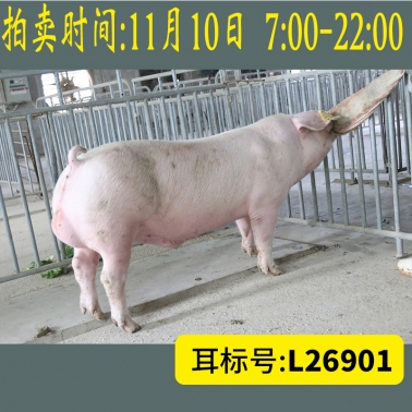 北京养猪育种中心美系长白L26901