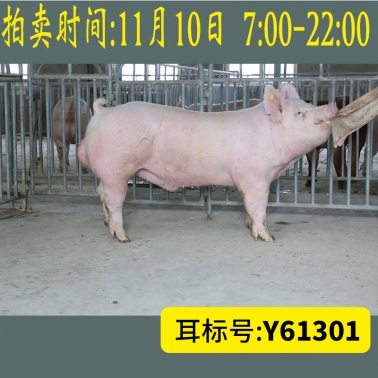 北京养猪育种中心美系大白Y61301