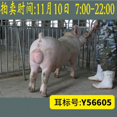 北京养猪育种中心美系大白Y56605