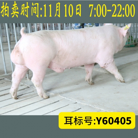 北京养猪育种中心美系大白Y60405
