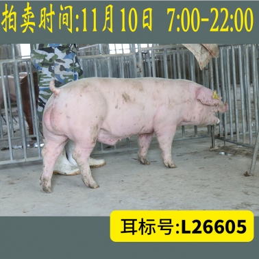 北京养猪育种中心美系长白L26605