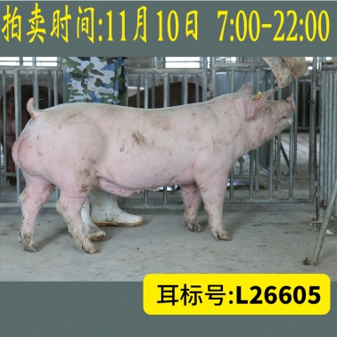 北京养猪育种中心美系长白L26605