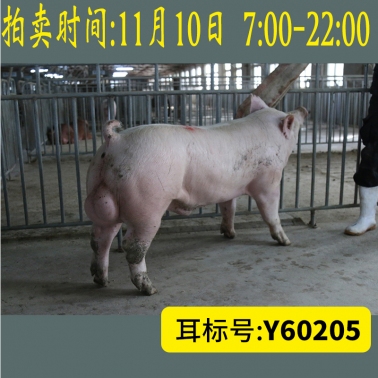 北京养猪育种中心美系大白Y60205