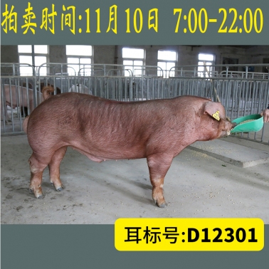 北京养猪育种中心美系杜洛克D12301