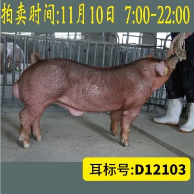 北京养猪育种中心美系杜洛克D12103