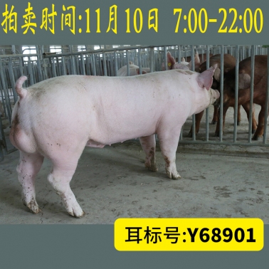 北京养猪育种中心美系大白Y68901