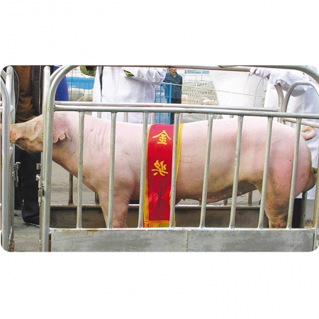 【小店】长白公母猪日增快产子多报价（公母4500）量大可议！60-80kg