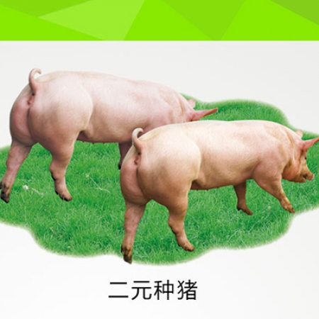 【裕丰京安】二元长大白母猪产仔高母性强销售报价（母2000）量大可议！50kg起