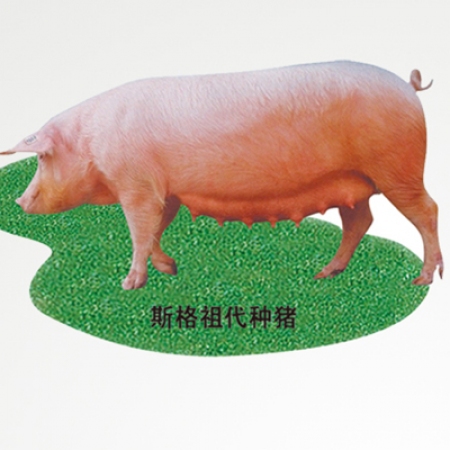 【裕丰京安】斯格祖代母猪繁殖力强利用时间久销售报价（母3500）量大可议！母60-90kg