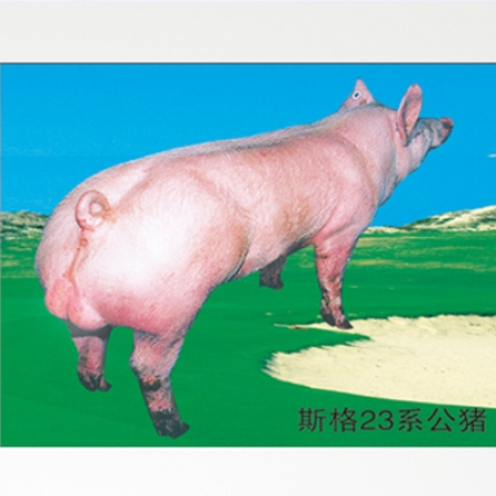 【裕丰京安】斯格23系公猪产肉力强无应激销售报价（公3800）量大可议！70-100kg