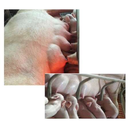 【和牧制药】和牧催奶宝 催奶下奶追奶增加奶量提高奶质兽用母猪牛羊产后无乳