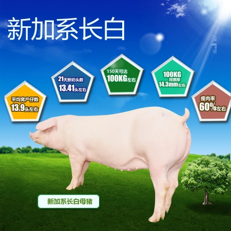 【铁骑力士】加系长白种猪（母猪）