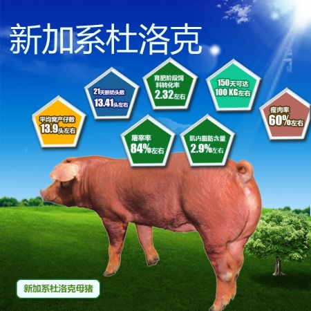 【铁骑力士】加系杜洛克种猪（母猪）