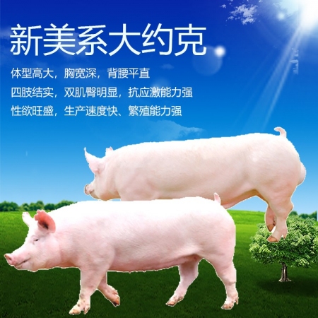 【铁骑力士】美系大约克种猪（公猪）