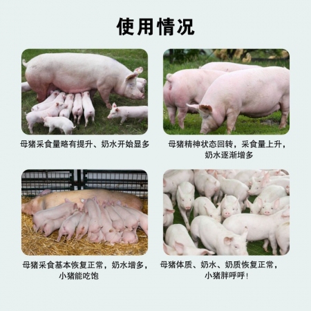 【白云牧港】 奶多益母猪后备母猪保健兽用1000g