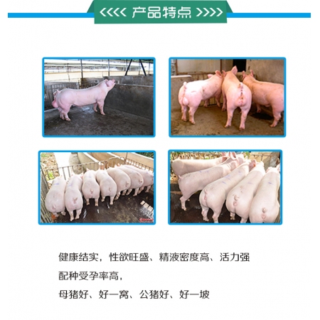   【新喜程】英杰10M 10%种公猪预混料 （公猪料）