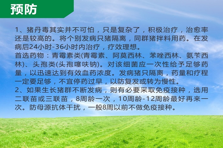 予邦猪丹毒组合方案