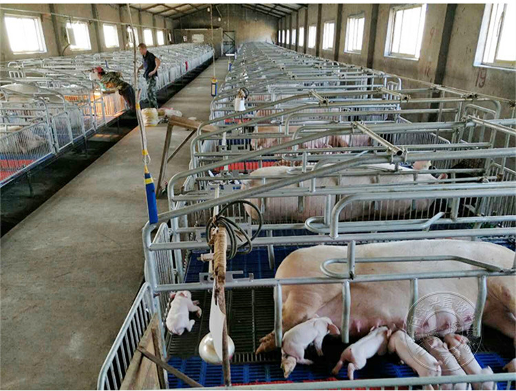 5热镀锌母猪双体产床 物流_产床_猪栏配件_猪场设备_猪易商城养猪行业